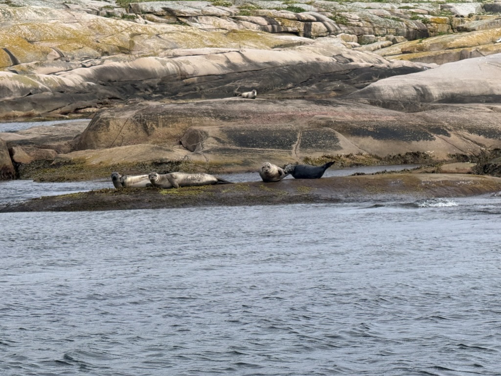 Sälsafari